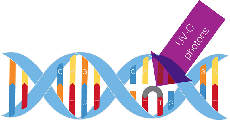 DNA Destruction by UV Light