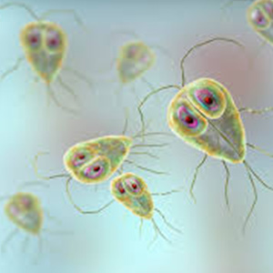 Giardia