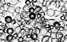 chlorine-damaged-resin
